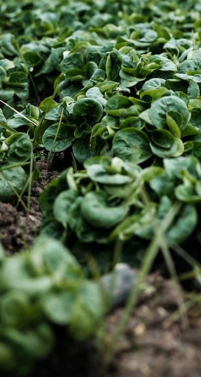 Direct sowing method with seeds in outdoor soil