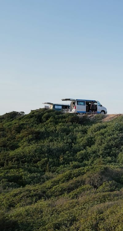 Watering snapdragons for optimal growth and health.