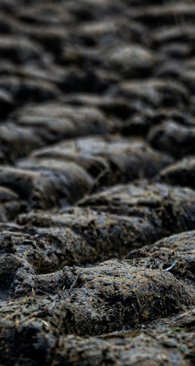 Spinach Seeds, Organic Growing Experience