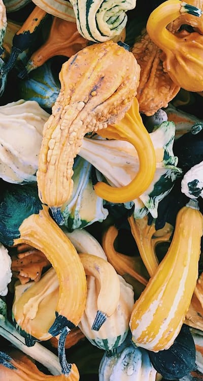 Indoor seed starting for squash seeds.