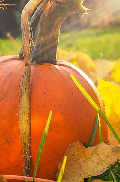 Planting squash seeds in prepared soil.