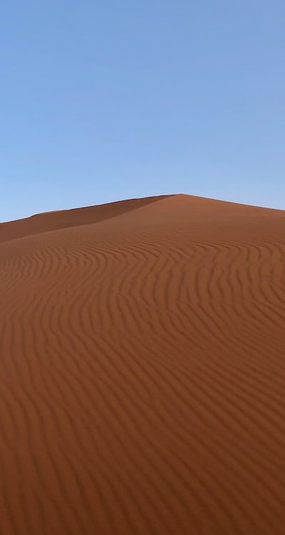 Sunflower seeds being planted in rich soil
