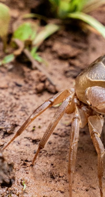 Care for sunflowers by watering consistently and avoiding wetting leaves.