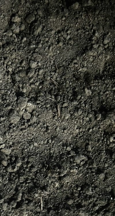 Adequate soil preparation for thriving Swiss chard.