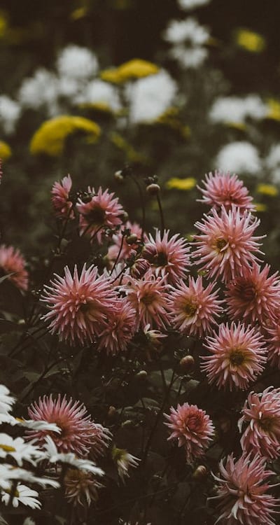 Swiss chard growing in rich, well-draining soil