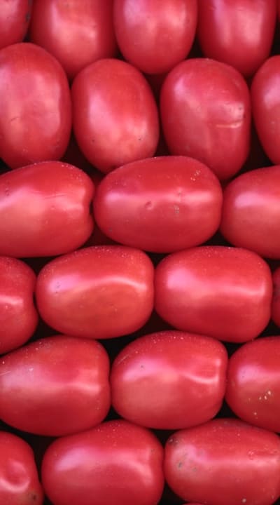 Preparing soil and planting determinate tomato seeds.