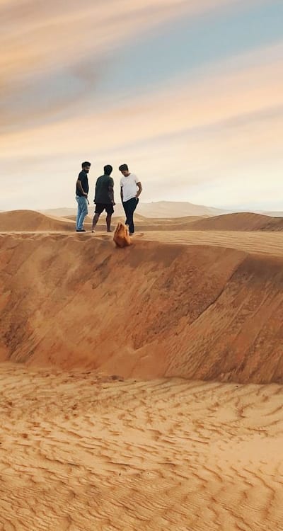 Mulching tomato seedlings for healthier plants.