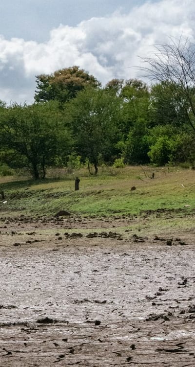 Watering tomato seedlings to ensure proper growth.