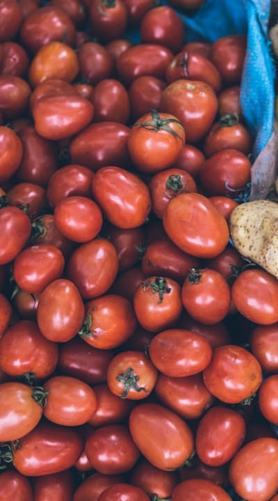 Thinning Out Weak Tomato Seedlings