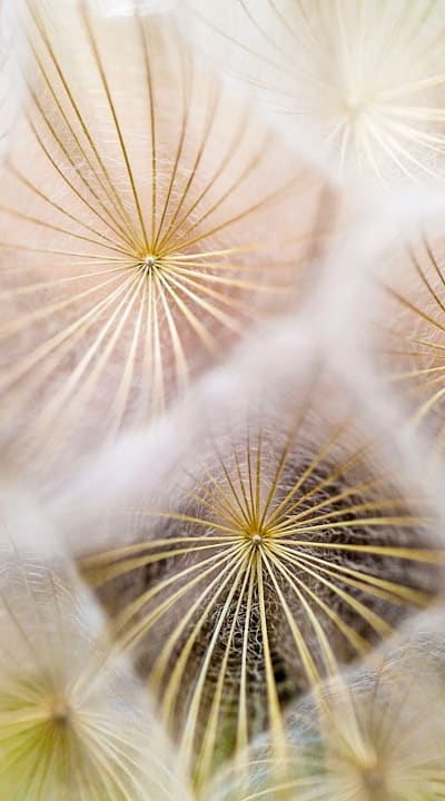 Watering Techniques for Transplanted Tomato Seedlings