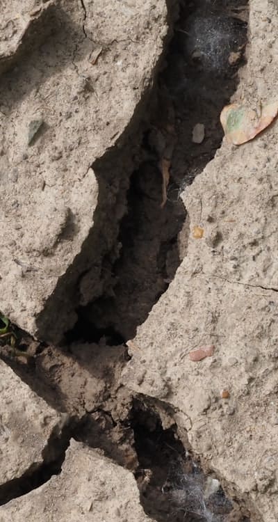 Planting tomato seeds in prepared soil