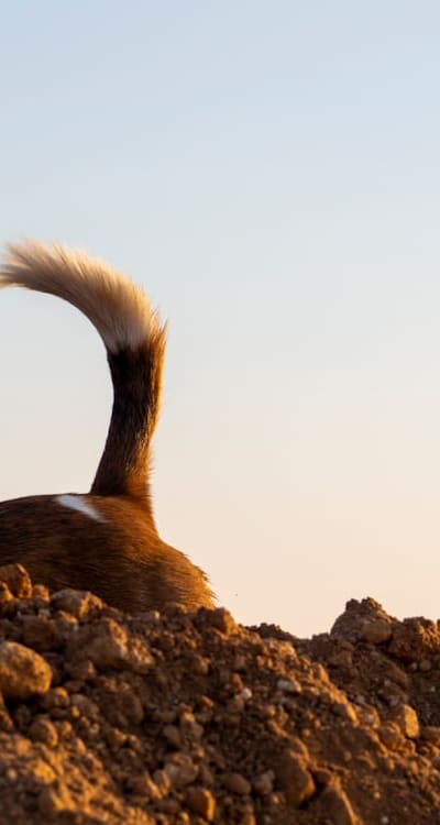 Transplanting tomato seedlings into prepared soil.