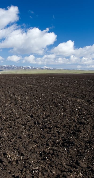 Transplanting tomato seedlings into the soil.
