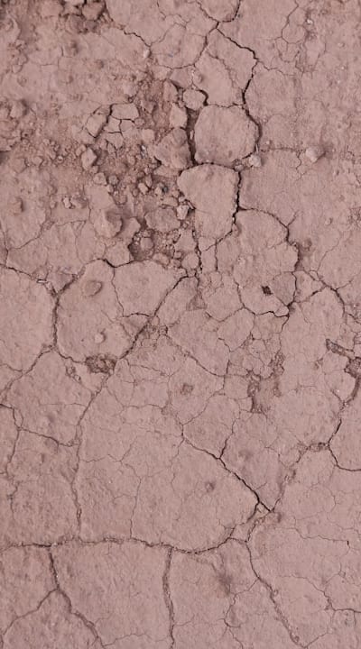 Damping off disease affecting tomato seedlings.