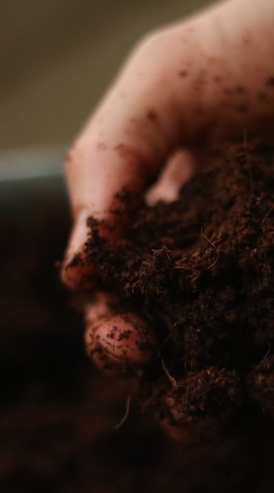 Proper storage of heirloom tomato seeds