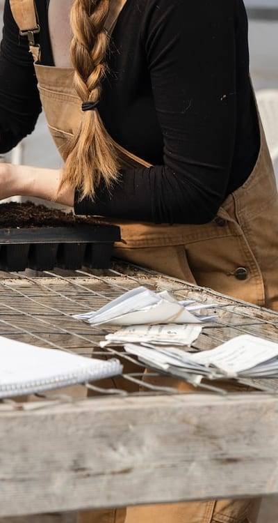 Gardening tips for healthy tomato seedlings.