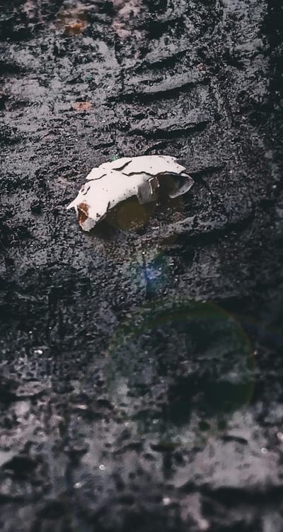 Creating an optimal growing environment for dicot seedlings.