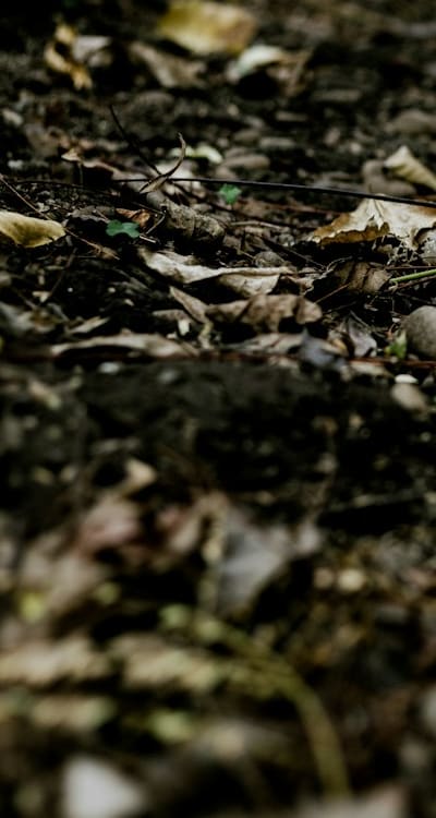 A guide to organic fertilizers for tomato seedlings.