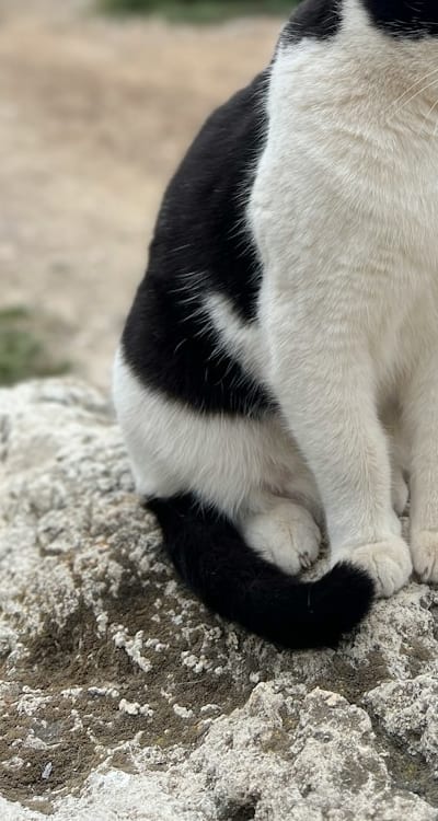 Yellow leaves on tomato seedlings due to overwatering.