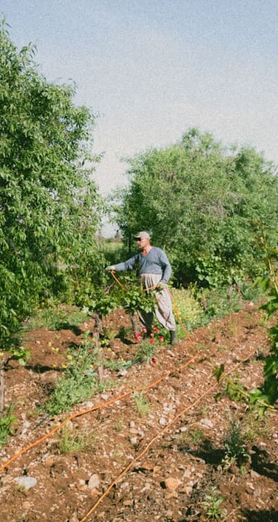 Proper watering and fertilizing for indeterminate tomato plants.