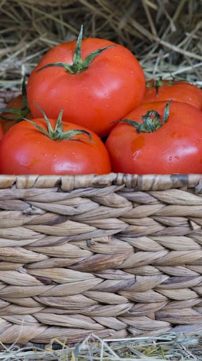 Preventing tomato seedling diseases and cultivating healthy tomatoes.