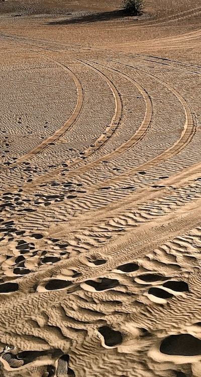 Properly storing and preserving harvested indeterminate tomatoes.