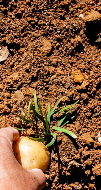 Planting guidelines for different types of bulbs indoors.