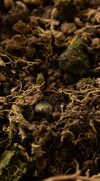 Bulb planting depth, Tulips