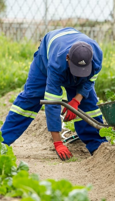 Amending soil with organic matter for turnip cultivation.