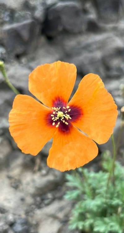 Watering annual vines is essential for their development.