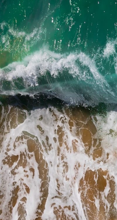 A radicle emerges from a seed, anchoring the plant into the soil.