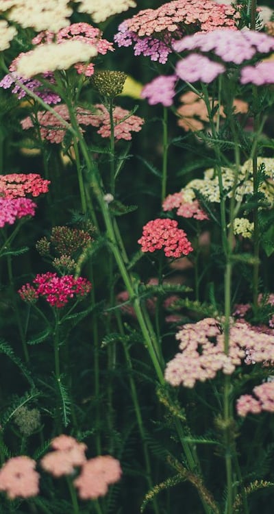 Understanding common nutrient deficiencies in wildflower seedlings.