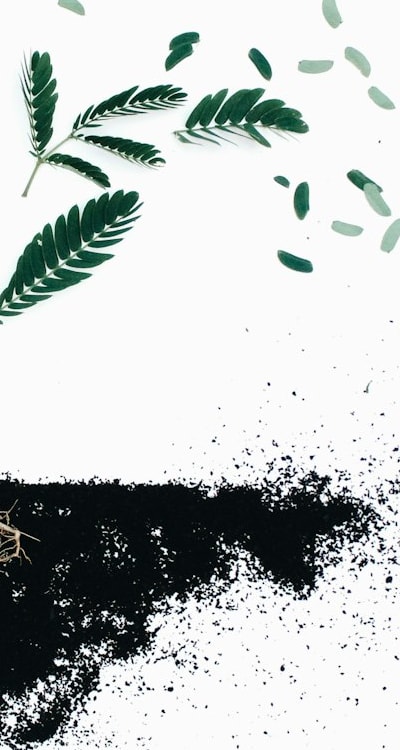 Factors influencing success of wildflower seedlings