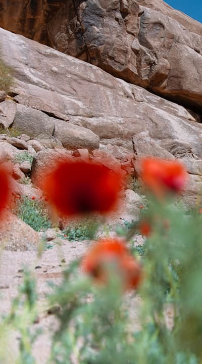 Alt text: Wildflowers thriving in well-draining soil.