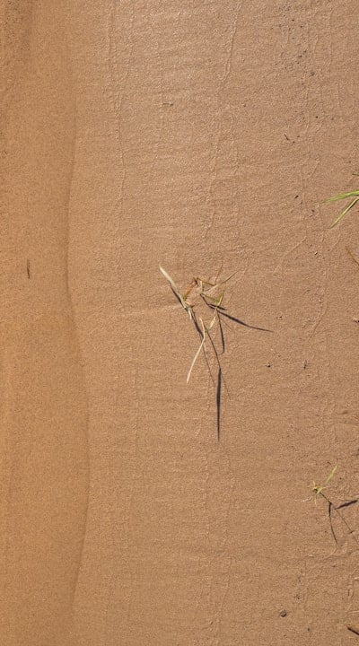 Alt text: Testing soil for wildflower growth