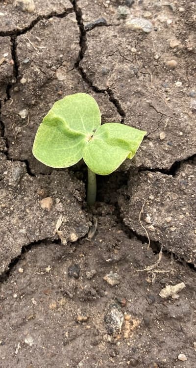 Proper watering is vital for transplanted wildflower seedlings.
