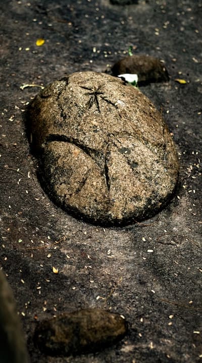 Water and Fertilizer Tips for Wildflower Seedlings