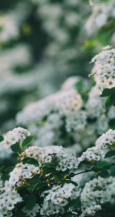 Nutrient-rich soil and healthy bean plants