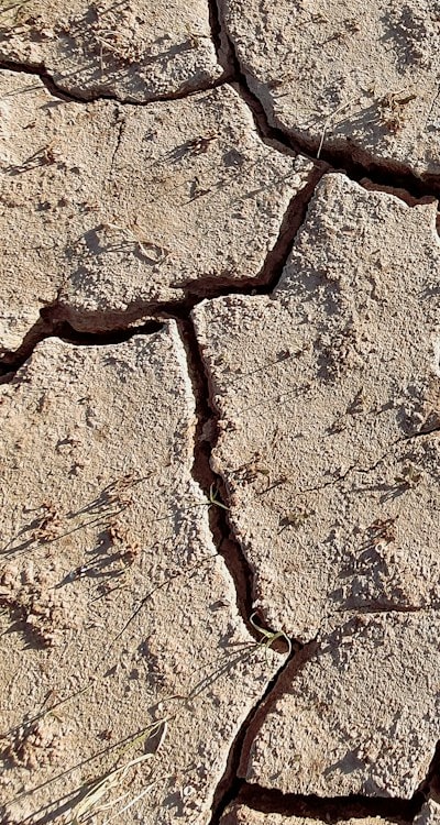 Organic matter, compost, manure