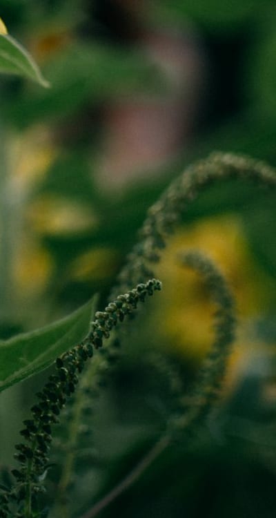 Creating ideal conditions for germination of biennial flower seeds.