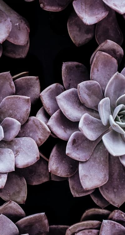 Biennial flowers growing in a sunny garden
