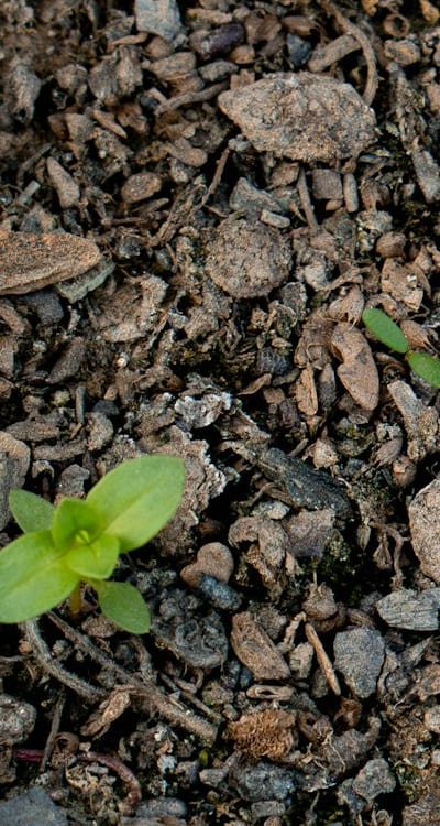 Organic gardening promotes environmental health through sustainable practices.