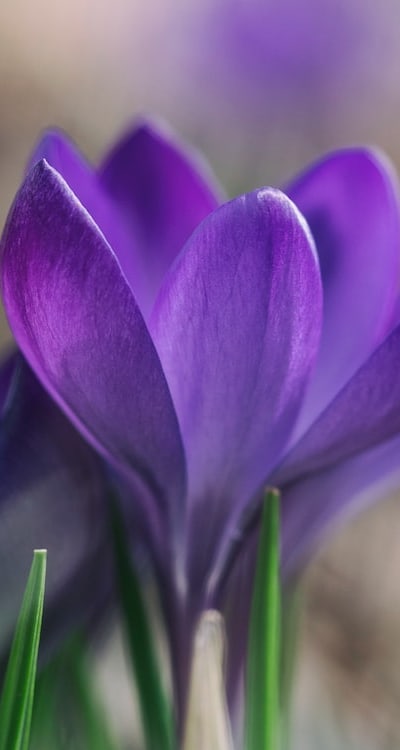 Selecting the right location for planting flower bulbs