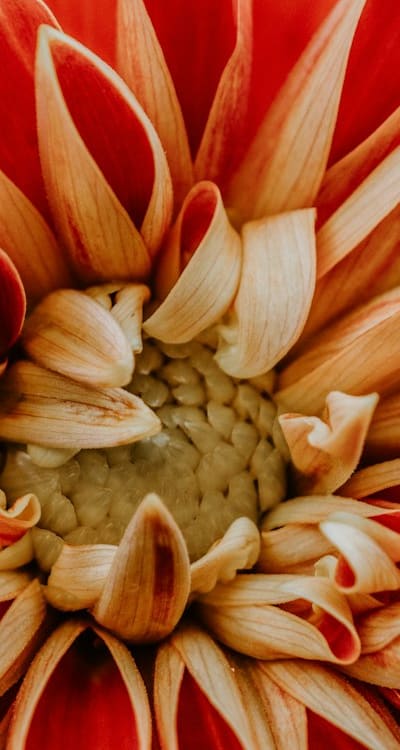 Maintaining the optimal pH balance for perennial flower seeds.