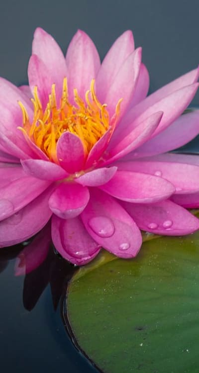 Preparing the soil for a thriving cottage garden.