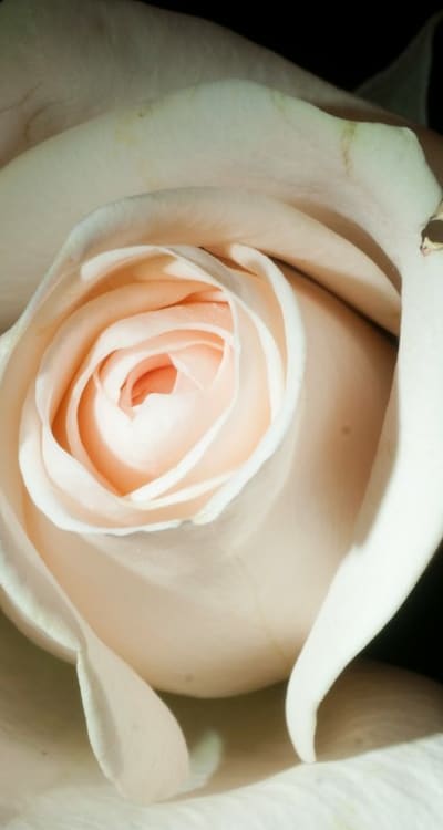 Planting low-maintenance cut flower seeds in the garden.