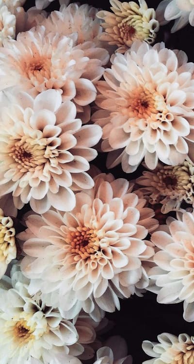 Avoid over-fertilizing for healthy flower growth