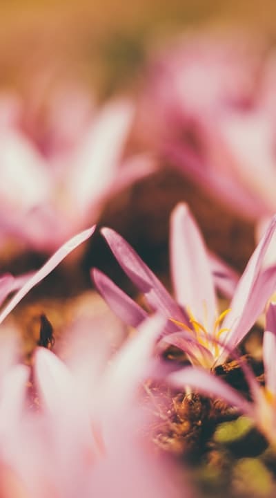 Mulched flower garden with organic materials.