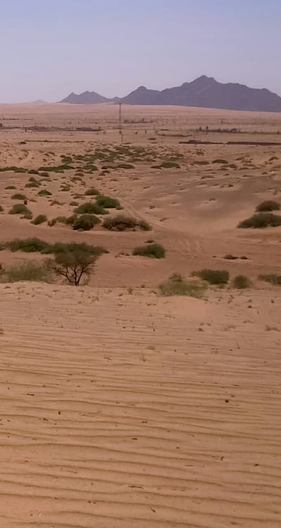 Gymnosperm seeds planted in healthy soil