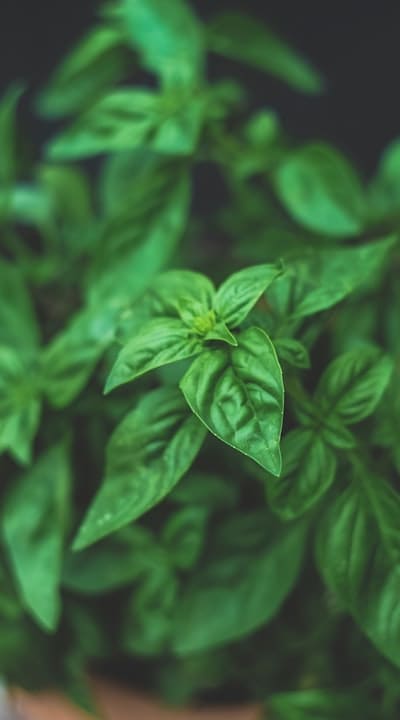 Optimal soil mix for successful herb seedling growth.